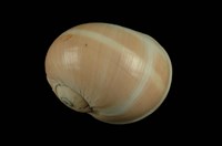 藏品(腰帶玉螺)的圖片